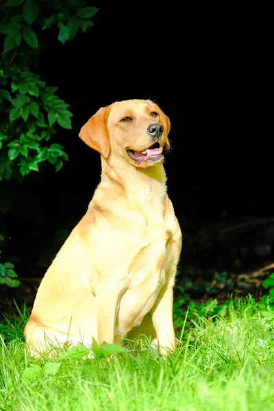 Close up image of golden brown labrador retriever, sitting on green grass in a park or garden, looking up, dog collar, lit by sun, blurry background, vertical image