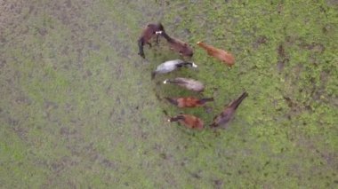 Yeşil bir tarlada altın saat günbatımında atların hava aracı görüntüsü..