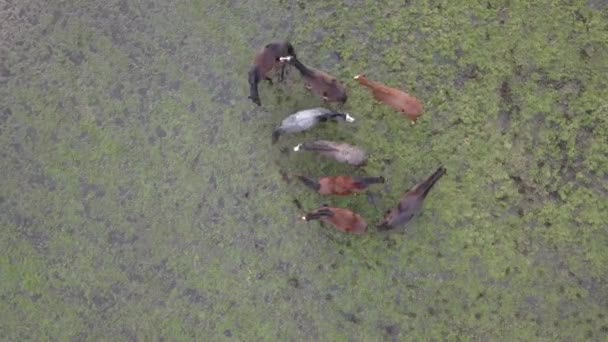 Top down antenne drone beeld van paarden in een groen veld tijdens een gouden uur zonsondergang. — Stockvideo