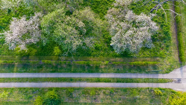 Widok z lotu ptaka New Residential Garden z kwiatami, drzewami dekoracyjnymi i naturalną trawą Instalacja z małą ścieżką betonową — Zdjęcie stockowe