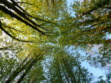 Bahar yeşili yapraklı ağaç taçlarına bakıyorum. açık mavi gökyüzüne karşı