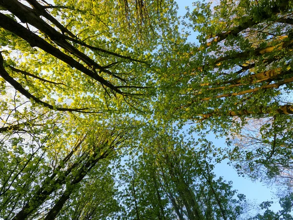 Guardando le corone degli alberi con fogliame verde primaverile. contro un cielo azzurro chiaro — Foto Stock