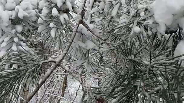 Bosque de invierno matorral pinos cubierto de nieve — Vídeo de stock