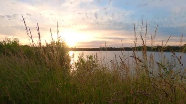 Paysage avec de longues herbes ondulant dans le vent sur un fond de beau ciel après le coucher du soleil sur le lac — Video