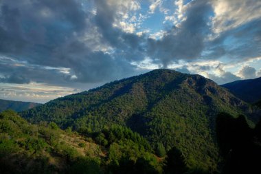 Arka planda dağ olan bir grup çalılık.
