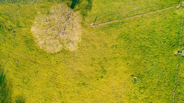 Vista a volo d'uccello dall'alto di un singolo albero senza foglie su un prato verde in primavera, colpito con un drone — Foto Stock