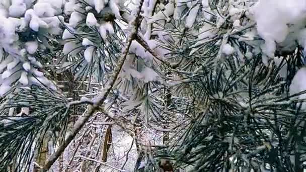 Bosco invernale folta pineta coperta di neve — Video Stock