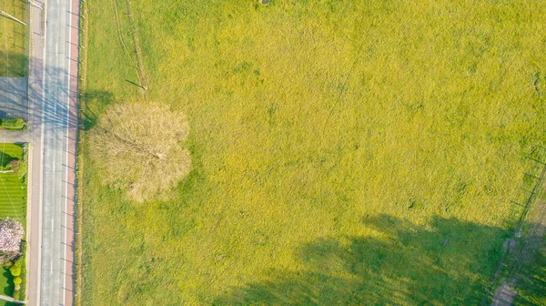 Pájaros vista desde arriba de un solo árbol sin hojas en un prado verde en primavera, disparado con un dron —  Fotos de Stock