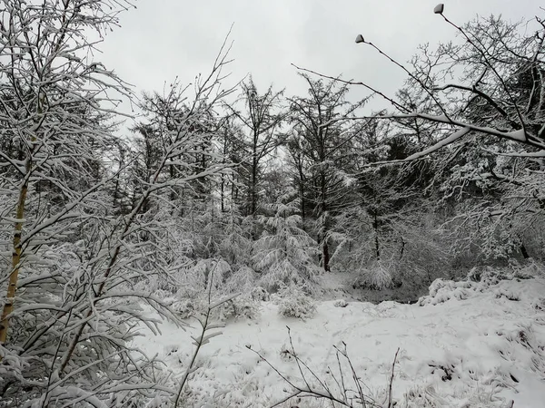 서리가 내리는 겨울 아침입니다. 숲의 오솔길은 눈으로 덮여 있다. — 스톡 사진