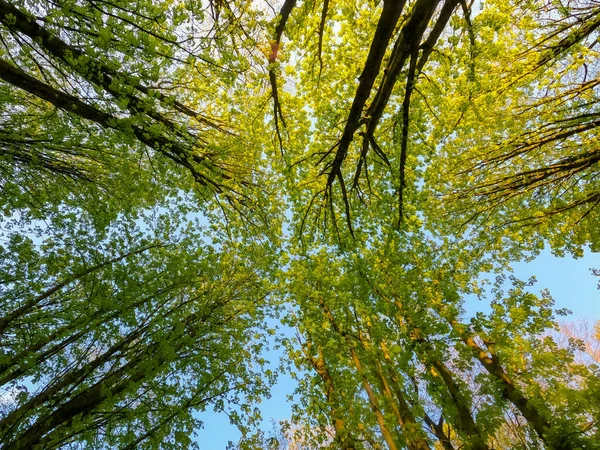 Guardando le corone degli alberi con fogliame verde primaverile. contro un cielo azzurro chiaro — Foto Stock