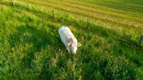 Vista aérea de vacas de gado na grama em um prado tomado com um drone — Fotografia de Stock