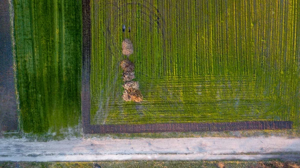 Campos de cultivo geométricos de vista aérea, que muestran un prado verde y campos arados, capturados con un dron — Foto de Stock