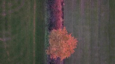 Sonbahar Ormanı 'nda destansı bir uçuş. Renkli Ağaçlar İnsansız Hava Aracı.