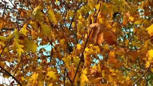 Klonowe liście zmieniają kolory jesienią z rozmytym kolorowym tłem bokeh. Promienie słoneczne świecą przez wielobarwne liście klonu. — Wideo stockowe