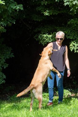 Yakışıklı kadın arka bahçede Mutlu Altın Labrador Köpeği 'yle oynuyor. 