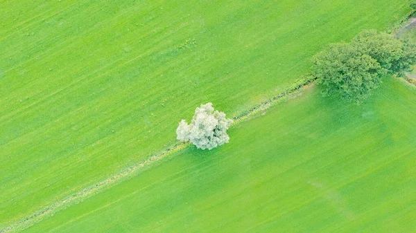 Aerial view geometric cattle farming fields, showing a green meadow and plowed fields, captured with a drone — Stock Fotó