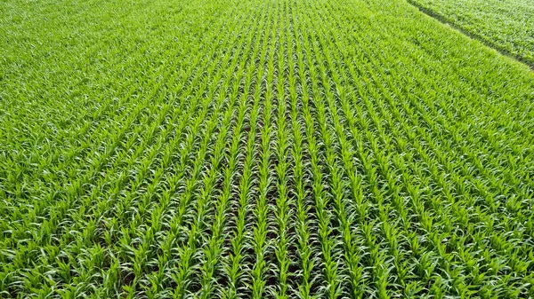 Foto penerbangan ketinggian rendah di atas ladang jagung ini telah menjadi makanan pokok di banyak belahan dunia dengan jumlah produksi melebihi jumlah gandum atau beras tidak semua jagung ini dikonsumsi oleh manusia — Stok Foto