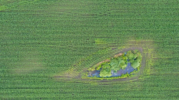 Widok z lotu ptaka geometryczne pola uprawne kukurydzy, pokazujące zieloną łąkę i pola orane, schwytane dronem — Zdjęcie stockowe