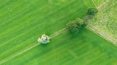 Aerial view geometric cattle farming fields, showing a green meadow and plowed fields, captured with a drone