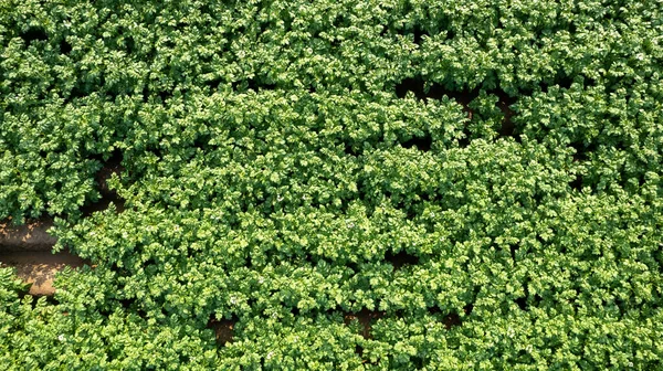 Летнее картофельное поле с цветущими сверху белыми цветами, вид с воздуха с беспилотника — стоковое фото