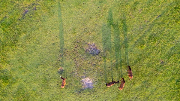 Flygfoto av betande hästar på en äng. Vacker natur på landet med hästar uppifrån. Bakgrund eller struktur koncept. — Stockfoto