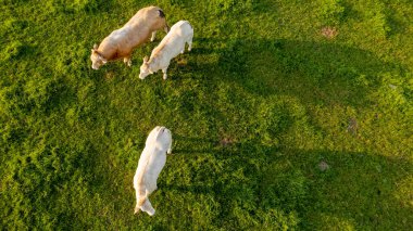 Çimenlerdeki sığırların hava manzarası İHA 'yla alınan çayır.