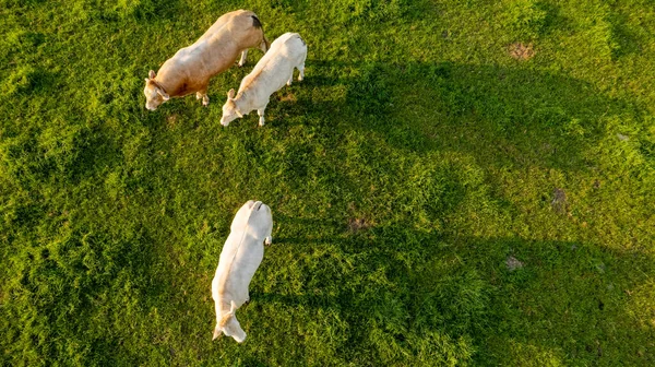Çimenlerdeki sığırların hava manzarası İHA 'yla alınan çayır.