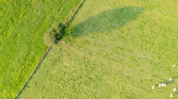 Vista a volo d'uccello dall'alto di un singolo albero senza foglie su un prato verde in primavera, colpito con un drone — Foto Stock