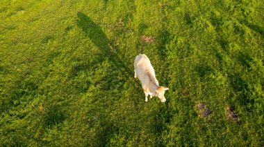 Çimenlerdeki sığırların hava manzarası İHA 'yla alınan çayır.