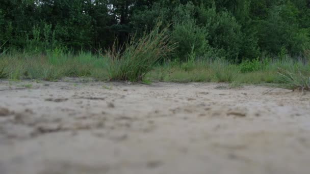 De man loopt langs een pad. Toeristen in laarzen Langs de zandweg. Reisconcept Actieve mensen op weg naar overwinning Ga voorwaarts close-up — Stockvideo