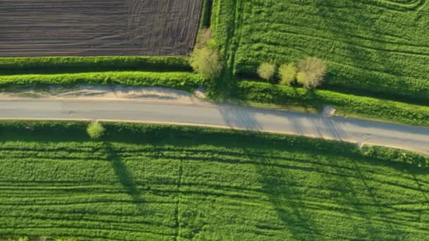 Camino entre campos verdes y prados. Drone video en un día soleado — Vídeo de stock