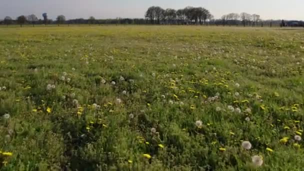 Volare sul prato estivo pieno di fiori, erba e piante. Bella mattina d'estate con luce solare diretta. — Video Stock