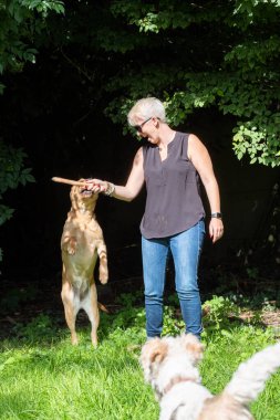 Yakışıklı kadın arka bahçede Mutlu Altın Labrador Köpeği 'yle oynuyor. 