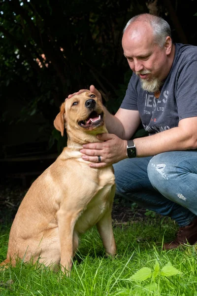 Yakışıklı Adam Arka Bahçe Bahçesinde Mutlu Altın Labrador Köpeği ile oynuyor. Erkek Sadık Pedigree Köpeğiyle Eğlendi Yazlık Ev Bahçesi 'nde.