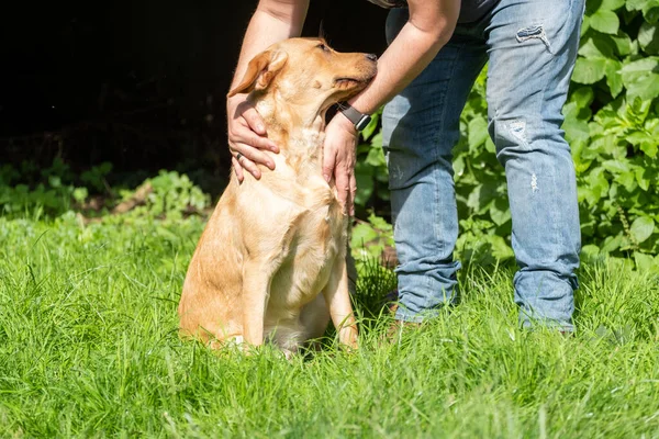 Handsome Man Plays with his Happy Golden labrador Retriever Dog on the Backyard Lawn. Man Has Fun with Loyal Pedigree Dog Outdoors in Summer House Backyard. — Stock Photo, Image