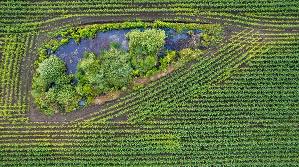 Hava manzaralı geometrik mısır tarlaları, yeşil bir çayırı ve sürülmüş tarlaları gösteriyor, insansız hava aracıyla yakalanmış. — Stok fotoğraf