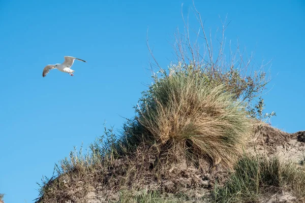 Een meeuw op een zandduin met een blauwe lucht — Stockfoto