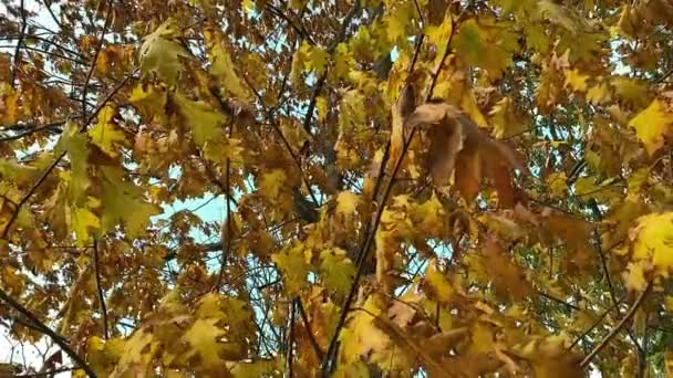 Las hojas de arce están cambiando de color en el otoño con un fondo bokeh colorido borroso. Los rayos del sol brillan a través de hojas de arce multicolores. — Vídeos de Stock