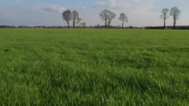 Çiçekler, otlar ve bitkilerle dolu bir çayırda uçuyorlar. Doğrudan güneş ışığıyla güzel bir yaz sabahı.