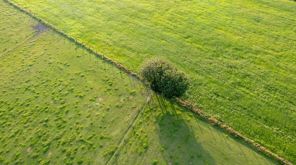 Вид сверху с высоты одного дерева без листьев на зеленом лугу весной, снятый дроном — стоковое фото