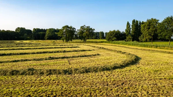 Widok z lotu ptaka na pole uprawne z liniami świeżo skoszonej łąki w ciepłych temperaturach w słoneczny letni dzień, zrobione dronem — Zdjęcie stockowe