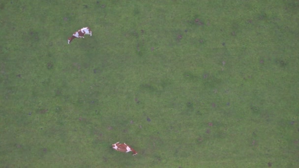 Vista aérea de vacas de gado na grama em um prado tomado com um drone — Vídeo de Stock