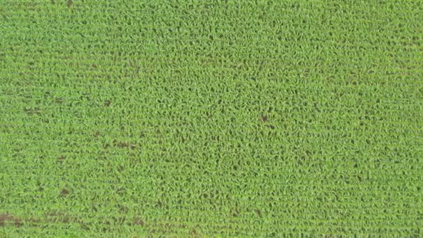 Zielone pola kukurydzy w słoneczny dzień, latać samolotem z dronem — Wideo stockowe
