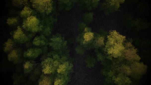 Vista aérea de aves volando sobre un hermoso bosque de coníferas templadas moviéndose por encima de los árboles que muestran los increíbles diferentes colores del bosque de pinos verdes. Un zumbido de aire, volando bajo sobre un denso paisaje forestal — Vídeos de Stock