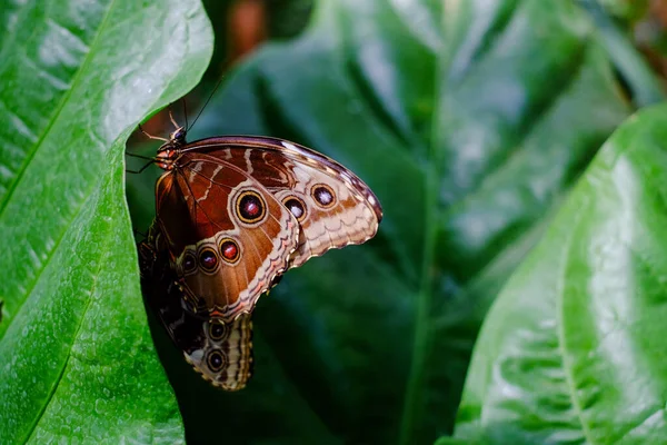 Κουκουβάγια Butterfly ή caligo eurilochus, μακροεντολή εικόνα ενός εντόμου της Νότιας Αμερικής σε ένα φύλλο — Φωτογραφία Αρχείου