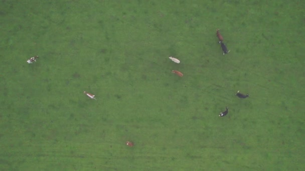 Вид с воздуха на коров крупного рогатого скота в траве на лугу, сделанный дроном — стоковое видео