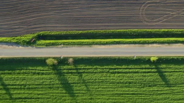 Weg tussen groene velden en weiden. Drone video op een zonnige dag — Stockvideo