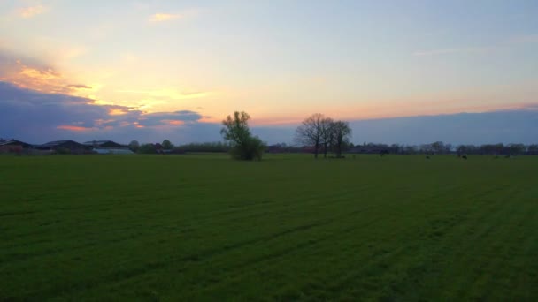 Прекрасний вид на літній пейзаж сільськогосподарських полів. Дрон летить над кукурудзяним полем під час заходу сонця. Дрон літає над зеленим сільськогосподарським полем кукурудзи . — стокове відео