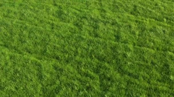 AERIAL drone shot, Modern tractor hauls an empty trailer down a dirt road crossing the farmfields. Flying towards a tractor as it drives across a large plantation in the sunny countryside. — Stock Video