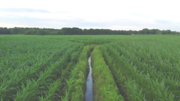 Green corn crop fields on a sunny day, aerial shot fly over with drone — Stock Video